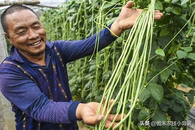豆角苗多久可以施肥