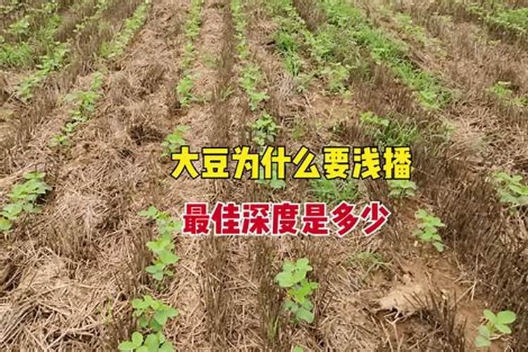大豆啥时候打芸苔素好？