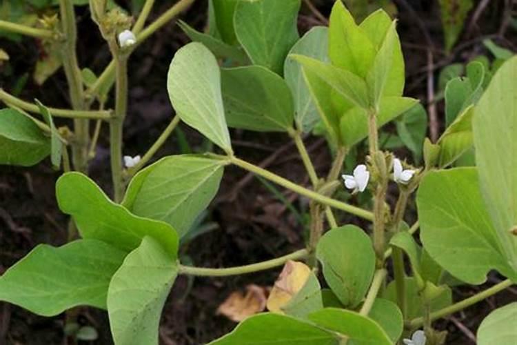 芸苔素的使用方法