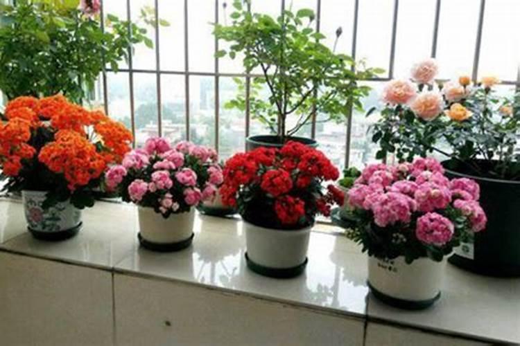 养花一般要施什么肥料好,养花施什么肥最好