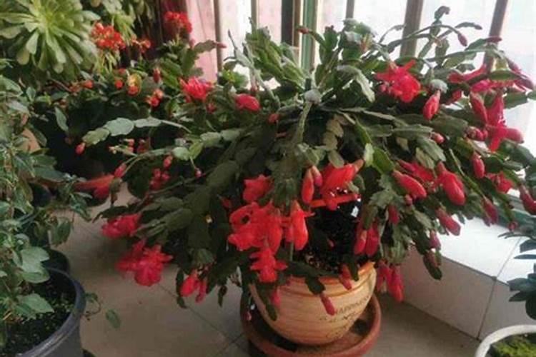 种植油菜该怎么施硼肥？
