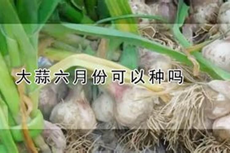 蒜苗施什么肥效果最好