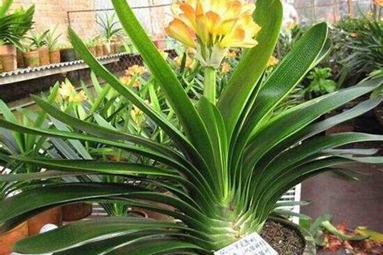 兔子牧草的种类都有哪些？如何种植兔子牧草？