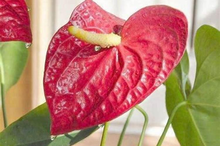 红掌花需要什么肥料,氮磷钾肥缺一不可