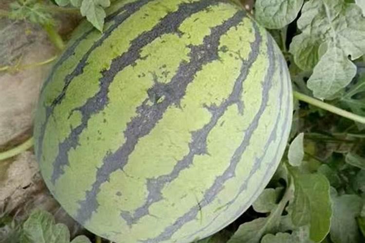 西瓜开花结果时应施含什么肥,应该浇水不