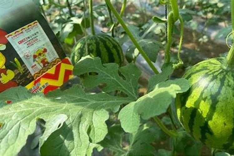 西瓜的种植范围较广,用哪些肥料能使西瓜又大又甜？