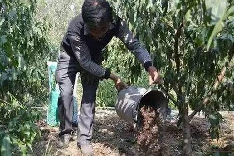 草莓喜水还是喜旱？