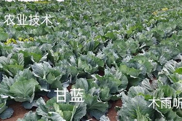 桔子树第一年结果需要摘掉吗？