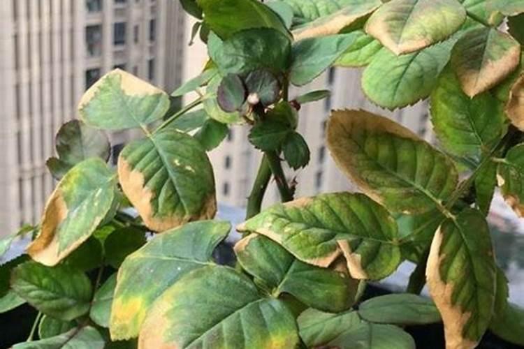 给一亩柑橘果树打农药用多少药水？