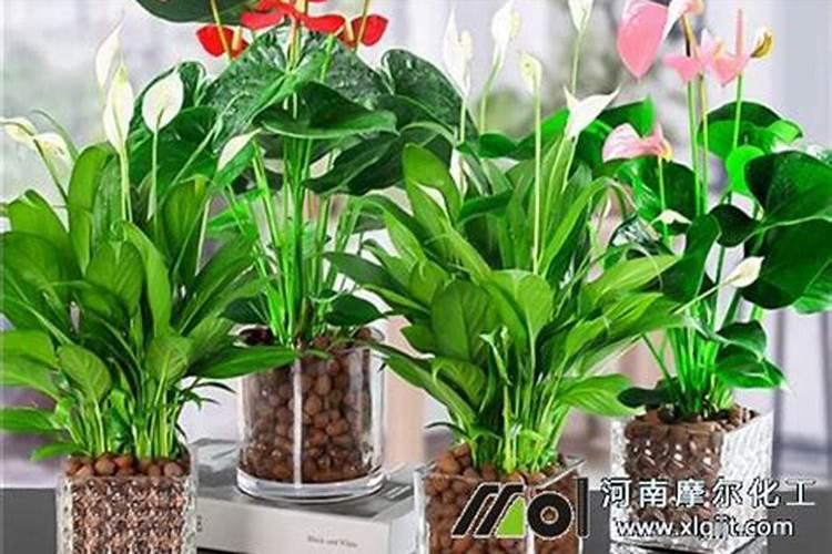 柑橘什么时候施肥