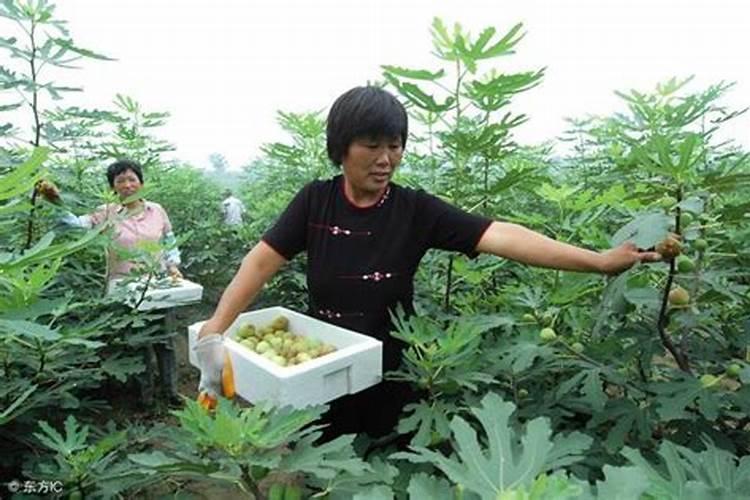 磷酸二氢钾喷施浓度