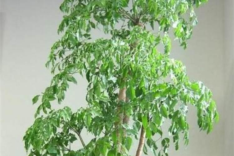 幸福树换盆半个月后枝叶下垂打蔫怎么回事？