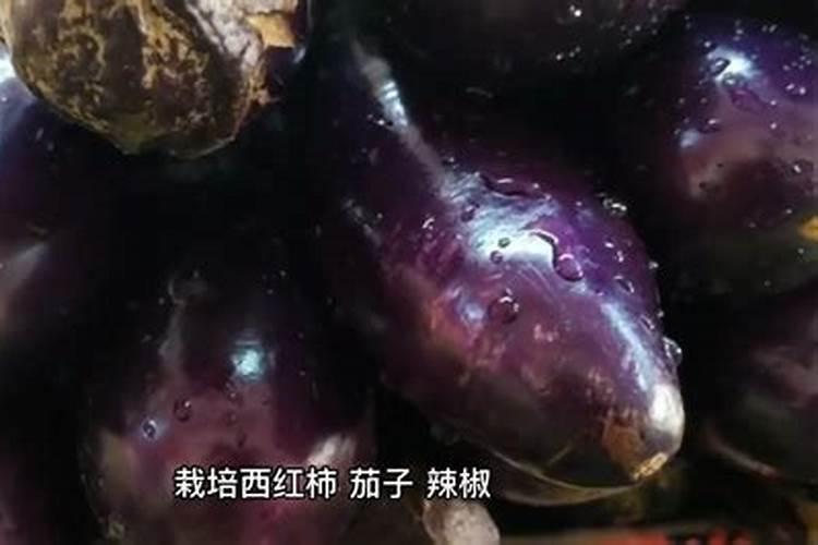 西红柿打什么叶面肥好