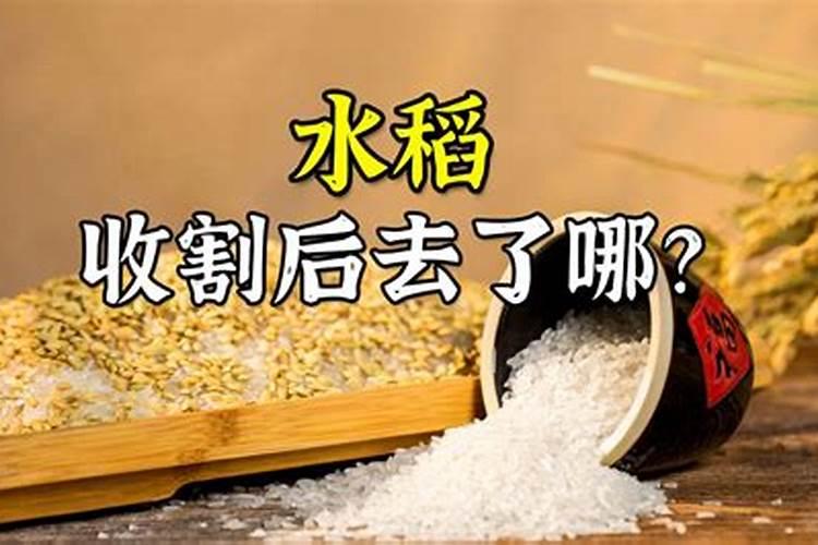 发霉了的大米可以埋在土里当肥料种庄稼吗？