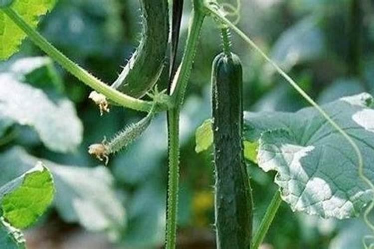 大棚种植黄瓜,施肥过多该怎么补救？