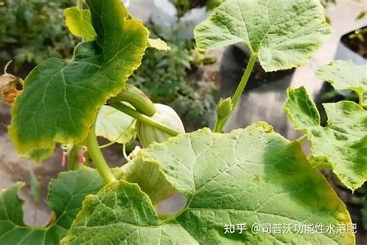 黄瓜有机肥使用方法