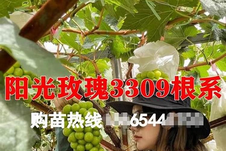 第一年阳光玫瑰栽培养殖方法