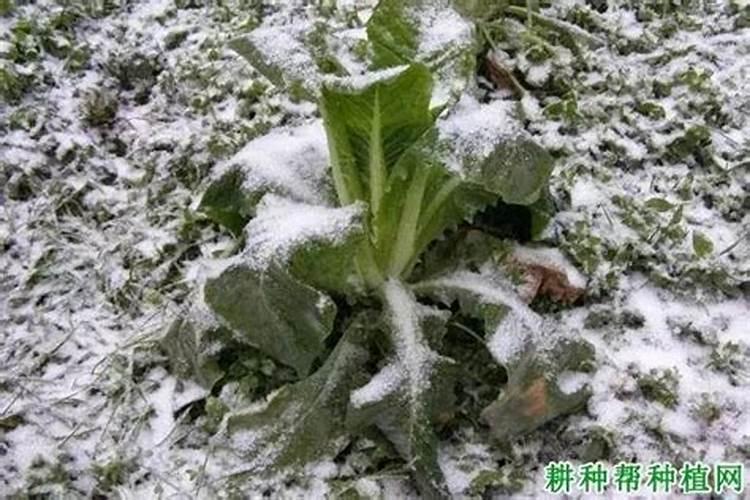 西红柿冻害打什么药