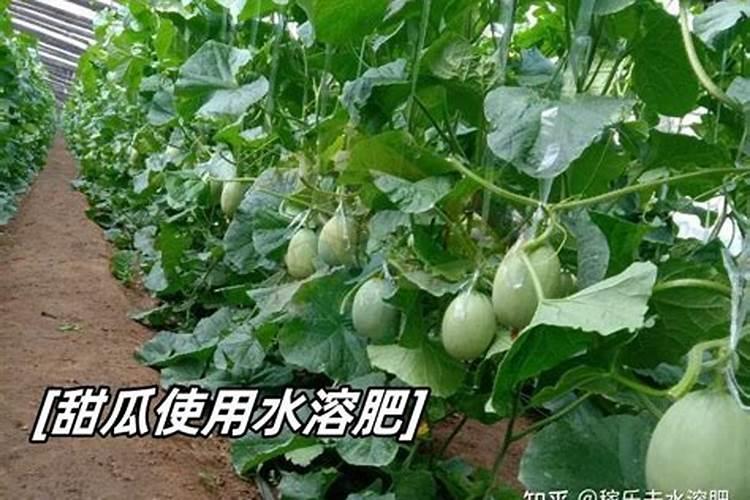 月季春天什么时候施肥,春天怎么施肥