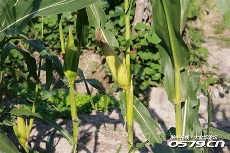 玉米施肥方法有什么？玉米种植时间怎样确定？