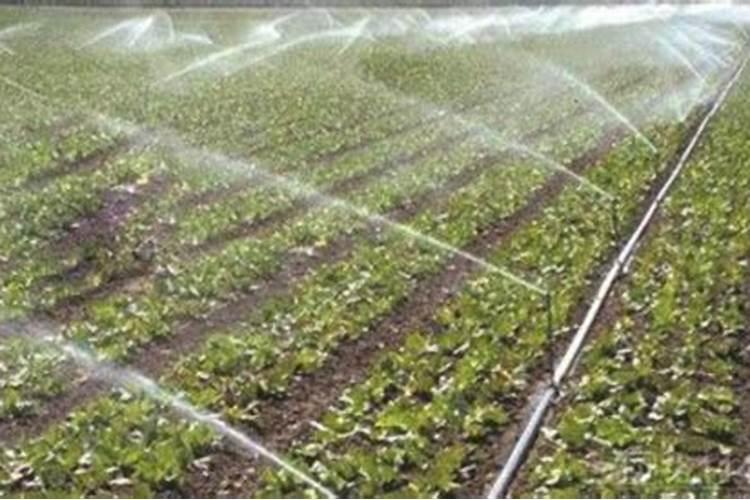 黑坑 肥水 滑鱼 回锅鱼 爆护小药 ？