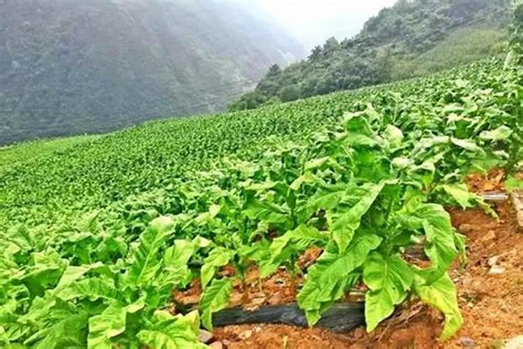 烟叶种植方法