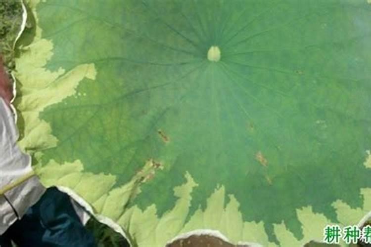 藕种子池塘种植方法 莲藕种子的种植方法