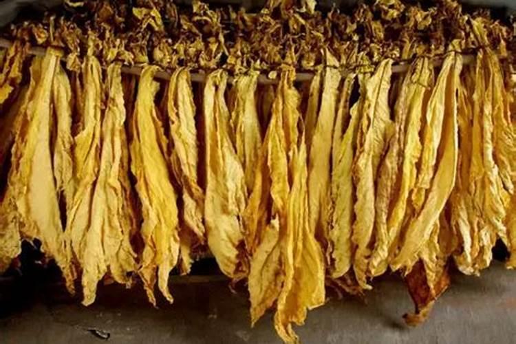 如何判断烟草中氮肥使用过多？