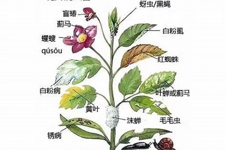 钙肥的作用及施用方法