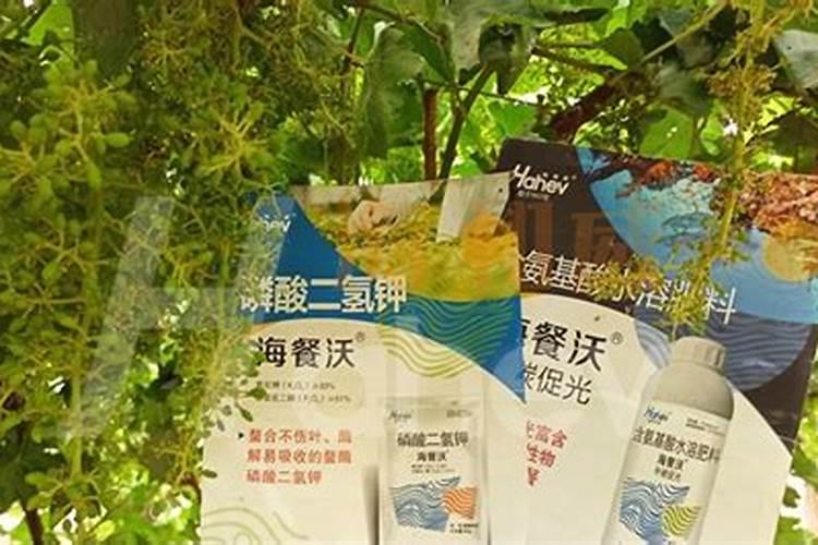 白薯叶疙瘩怎么做好吃