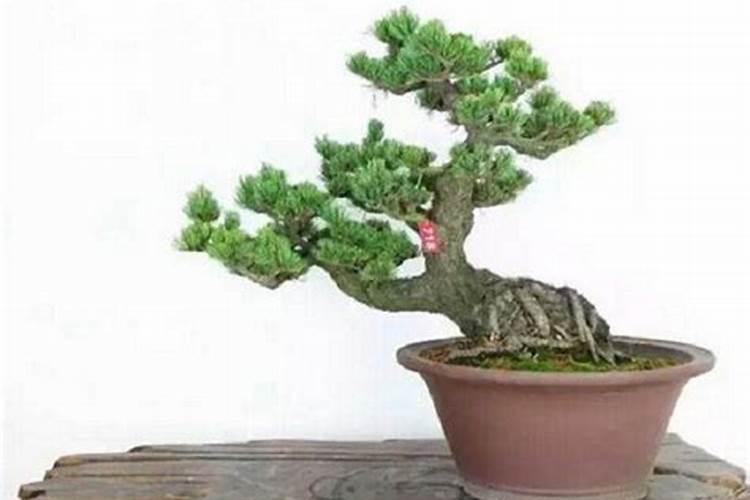 种松树一般施什么肥料