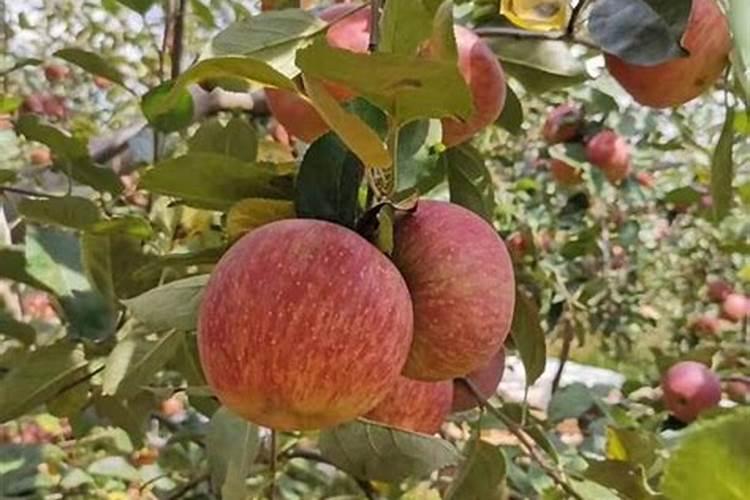 苹果树用什么肥料进行追肥