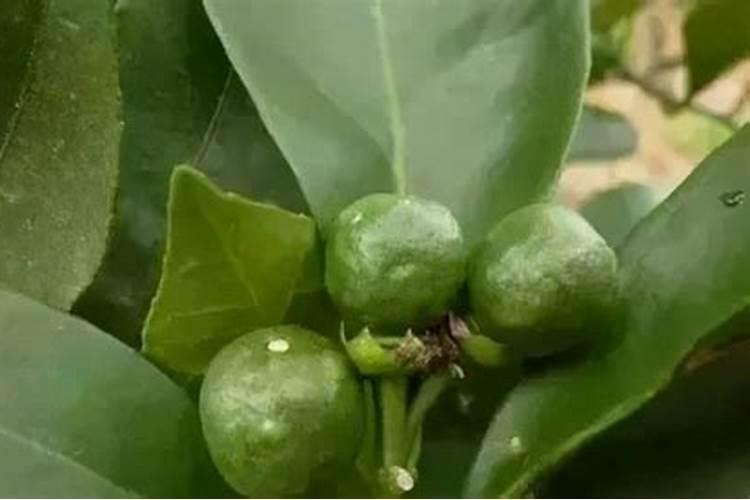 苹果树用什么肥料进行追肥