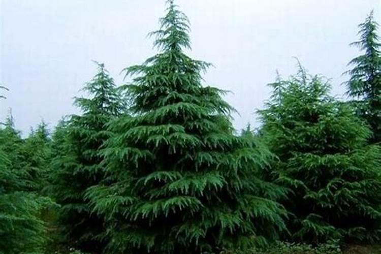 种松树还要施肥吗？一般施什么肥料？