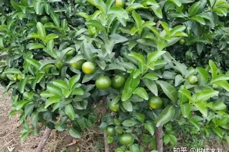 橘子树最好的肥料是什么？