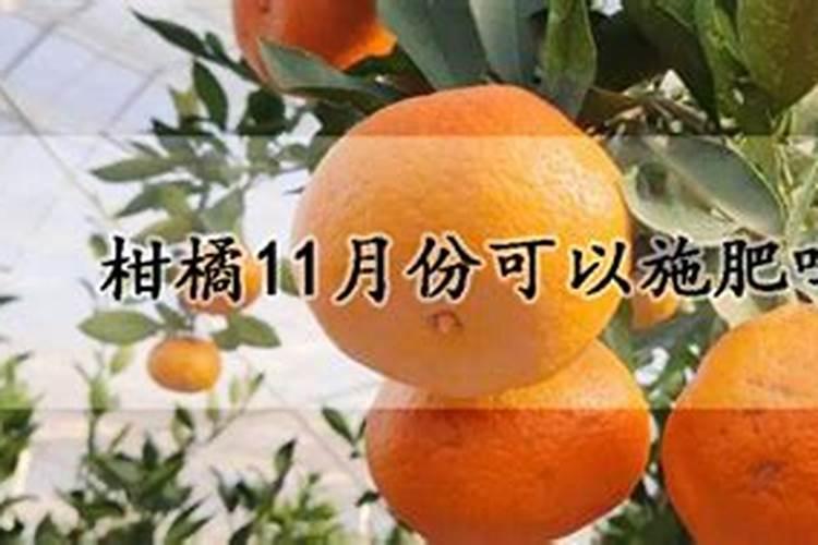 桔子树一年四季,不同的生长季节,用什么肥料最好？