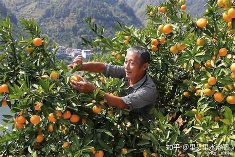 柑橘树施什么复合肥好呢？一年要施多少次？(大树)