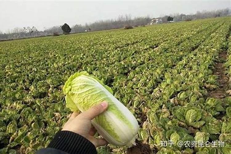 文竹施什么肥料好 文竹施肥用什么肥料