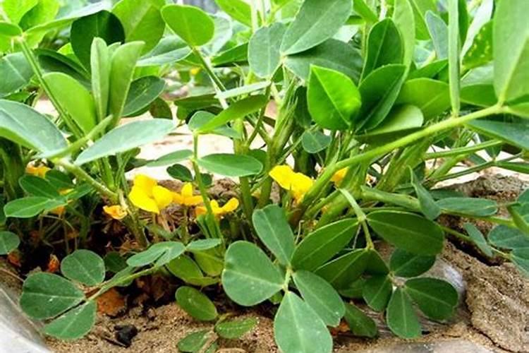 花生打什么药能高产