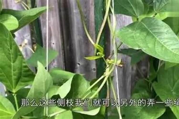 豆角追肥用什么肥料好