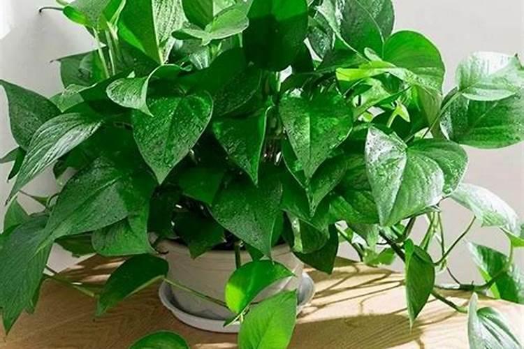 绿萝能施磷肥复合肥和尿素吗