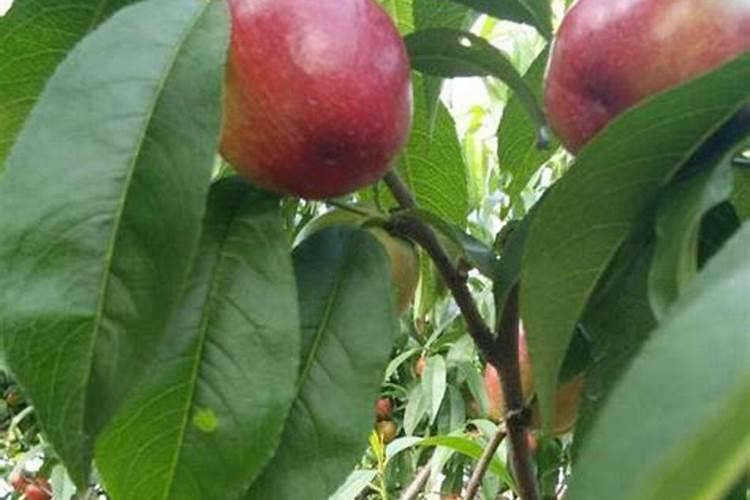油桃种植用什么肥料可使果实更硬更甜