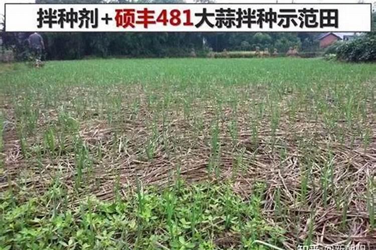 当前温度下芸苔素可以在大蒜地喷施吗？