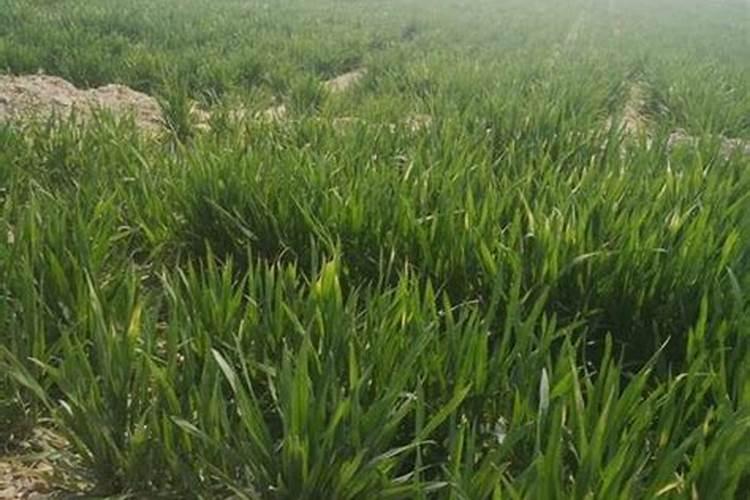 大蒜抽苔后用40斤水加磷酸二氢钾70克加120克喷施大蒜可以吗？