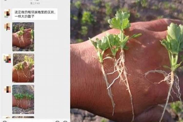 氮肥有哪些？各自有什么特点？