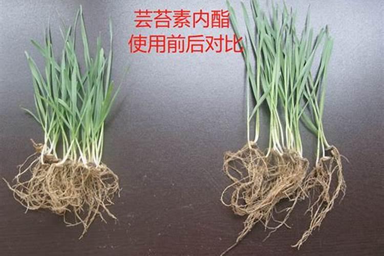 大蒜已抽苔打芸苔素能打吗？