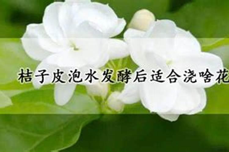橘子皮埋在花盆里行吗
