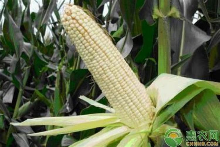 玉米下雨下的托费需要打几遍叶面肥多打几遍行吗？