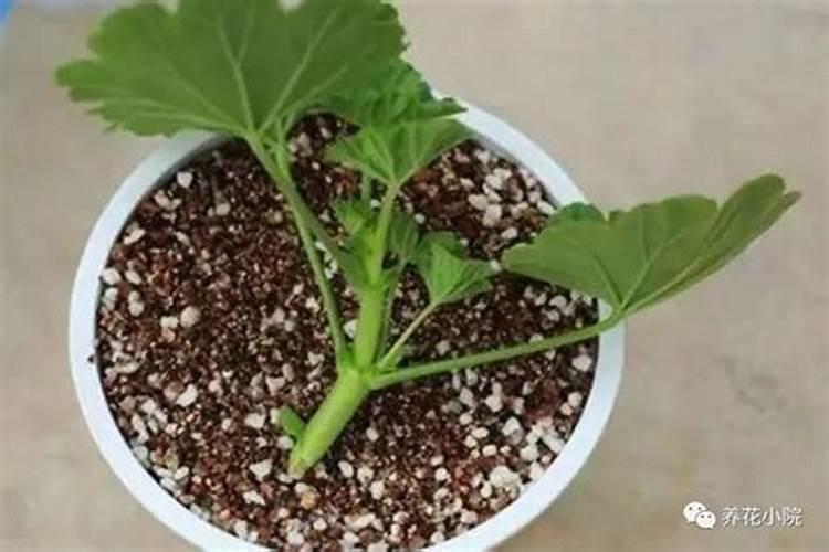 花生壳怎么发酵做营养土用来种花(腐熟处理花生壳方法)