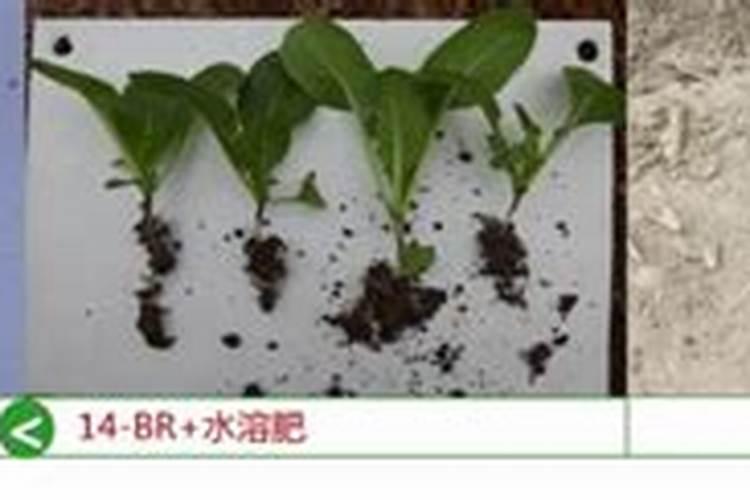 红薯苗移栽前方法